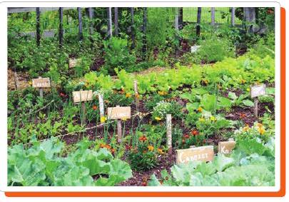 Farmer's Garden