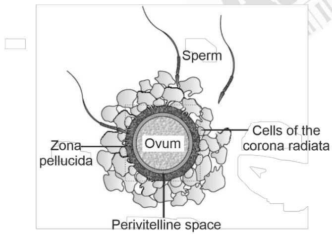 NEET 2026 Biology - Human Reproduction Question 1 English Explanation