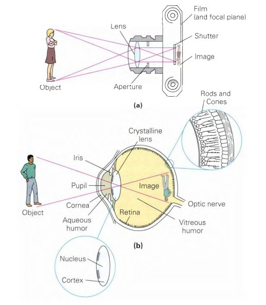 If you are given two lenses with different focal lengths, wh Quizlet