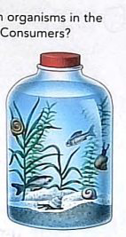 Think about your own food web. Name the producers and consum | Quizlet