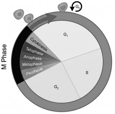RE-NEET 2026 Biology - Cell Cycle and Cell Division Question 1 English Explanation