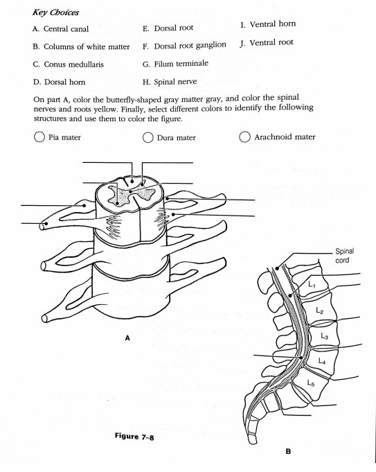 Figure 78 is a crosssectional view of the spinal cord. F Quizlet
