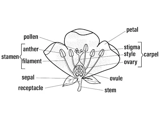 original image